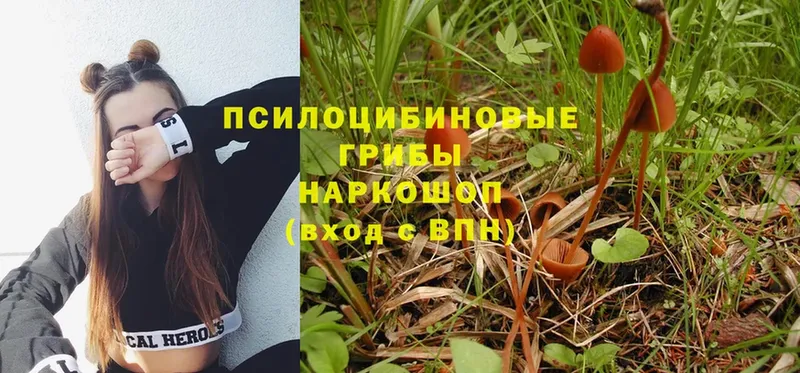 где купить наркоту  Кыштым  Псилоцибиновые грибы Psilocybe 